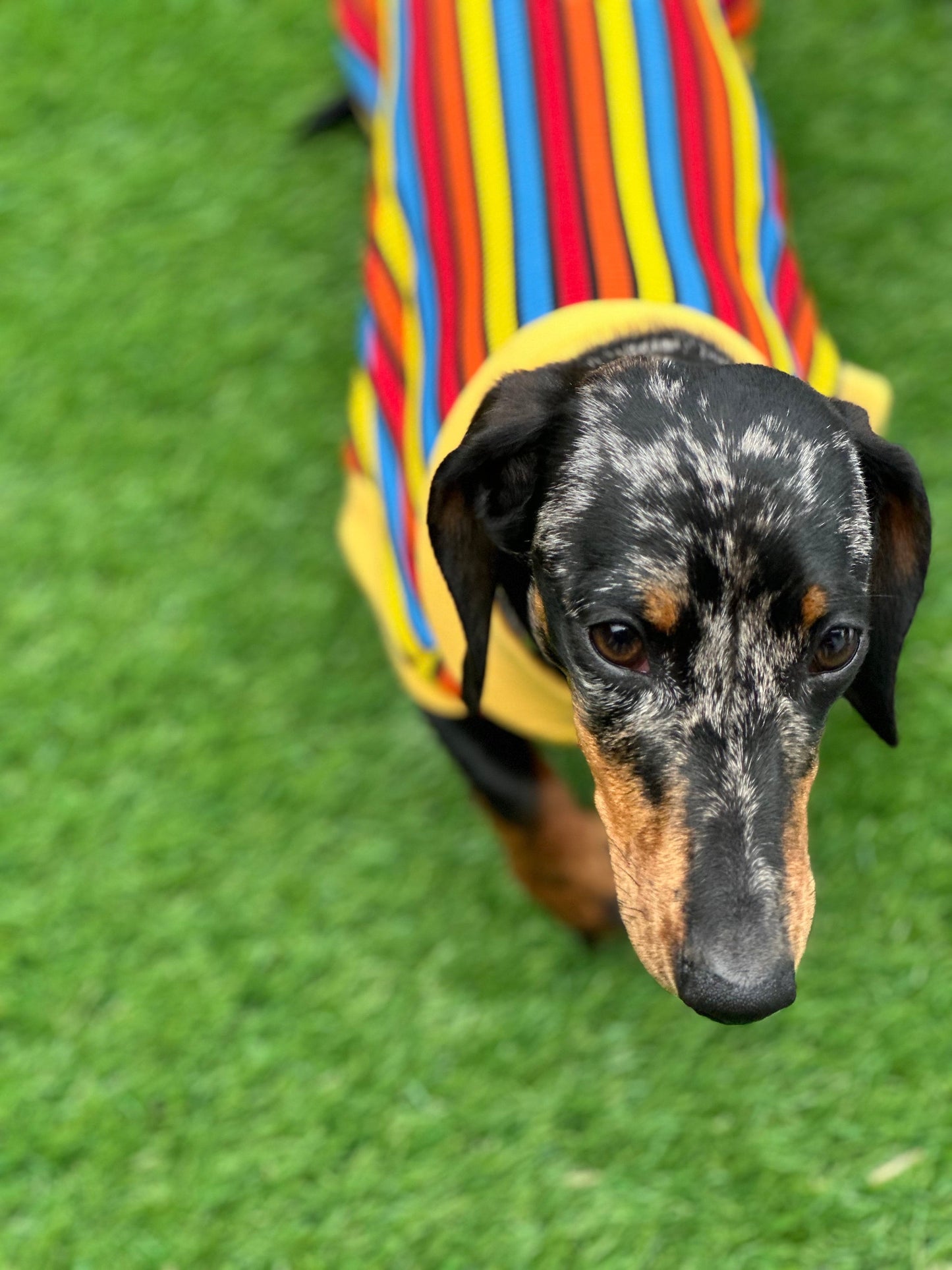 Striped Rib Jersey Dachshund Jumper: Washable Dog T-Shirt
