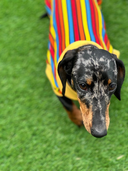 Striped Rib Jersey Dachshund Jumper: Washable Dog T-Shirt