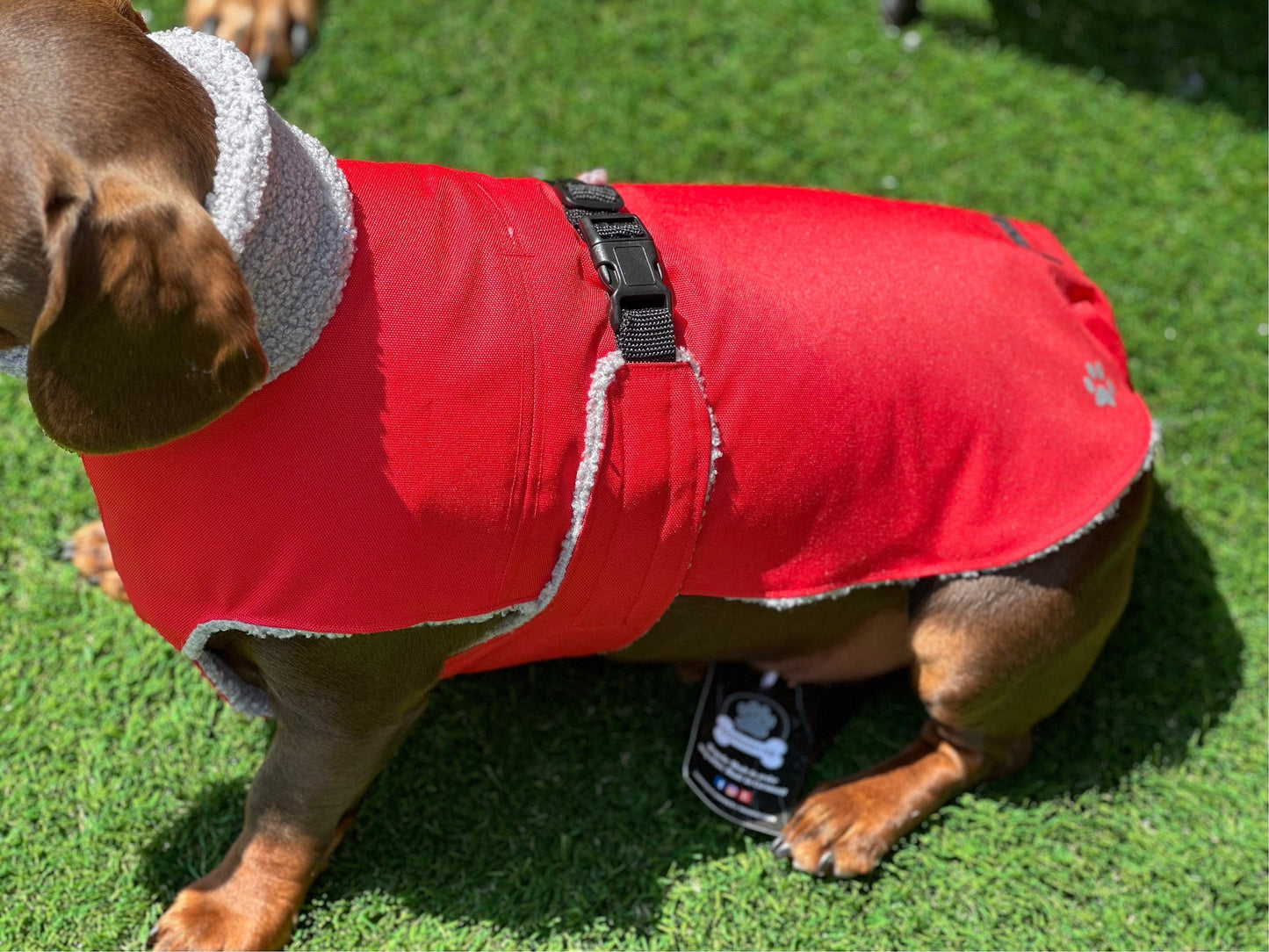 Waterproof Cordura Dachshund Coat: Sherpa Fleece Lined, Reflective Paw Prints