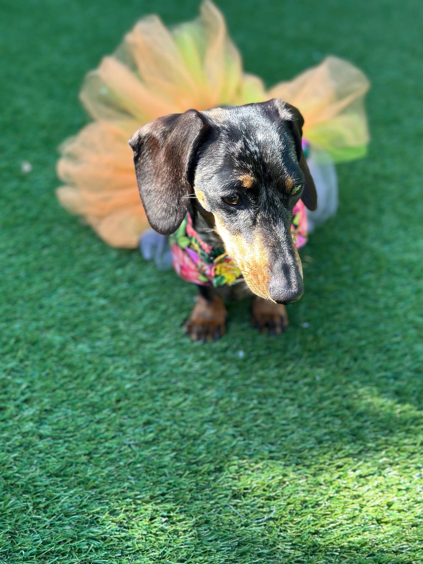 Dachshund tutu dog dress ,  dog dress , dog tutu ,dachshund tutu , pet accessories, dog party dress