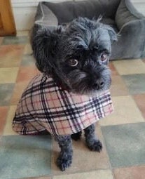 Tartan Fleece Dachshund Dog Coat: Water Repellent, Harness Hole