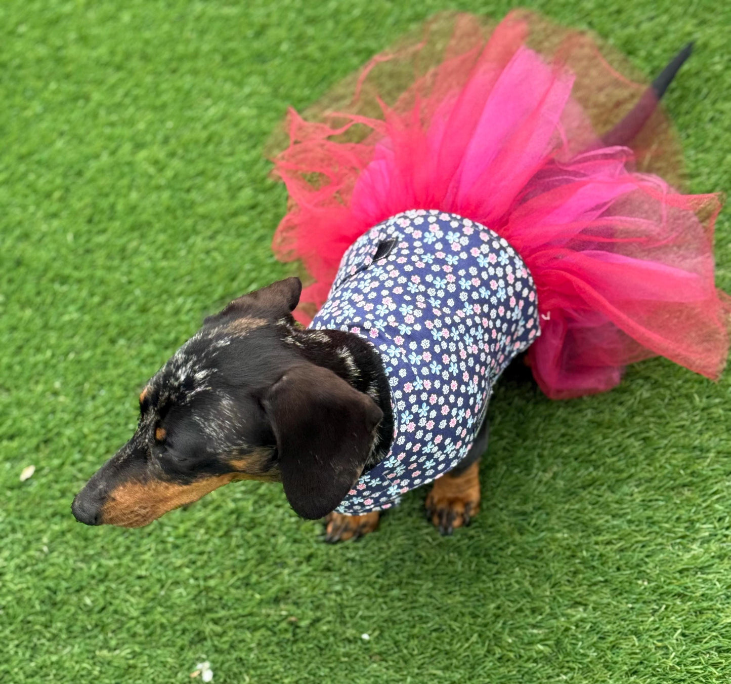 Dachshund Tutu Dog Dress: Custom Fit Cotton Tunic