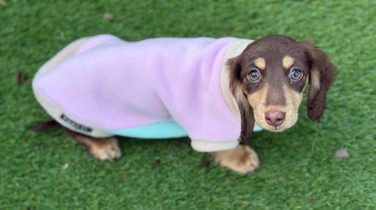 Personalized Dachshund Fleece Jumper: Water & Mud Repellent, Embroidered Name