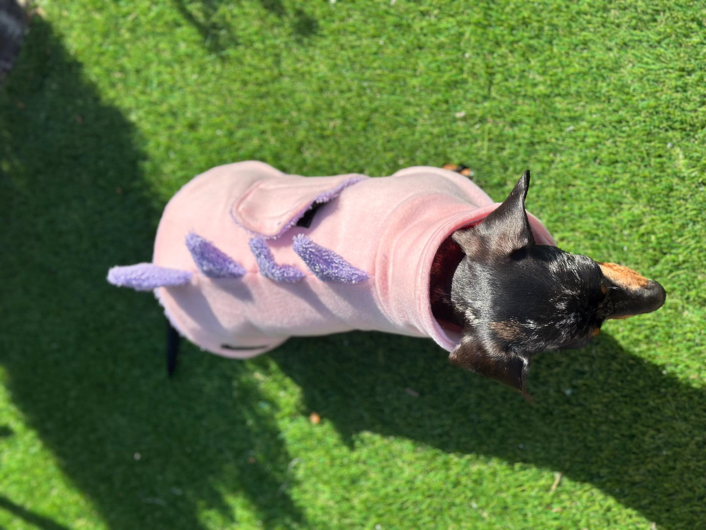 Dachshund Dino Fleece Dog Drying Coat: Absorbent Cotton Terry Lined