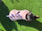 Dachshund Dino Fleece Dog Drying Coat: Absorbent Cotton Terry Lined