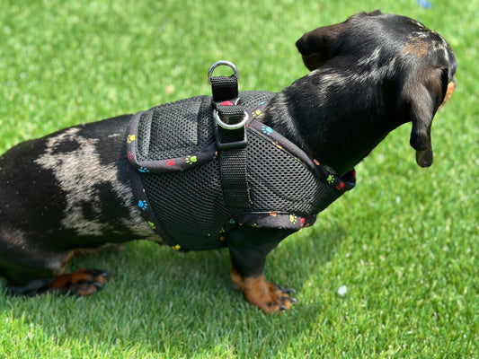 Made-to-Order Dachshund Harness: Black Spacer Mesh, Paw Print Trim