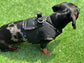 Made-to-Order Dachshund Harness: Black Spacer Mesh, Paw Print Trim
