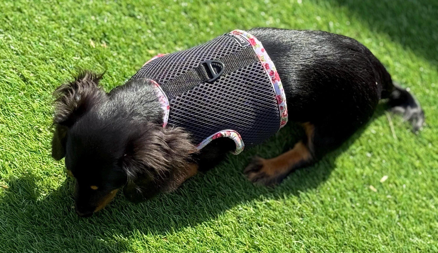 Limited Edition Dachshund Harness: Black Spacer Mesh, Floral Trim