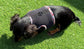 Limited Edition Dachshund Harness: Black Spacer Mesh, Floral Trim