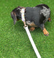 Waterproof Biothane Dog Collar & Lead Set: Rose Gold Hardware
