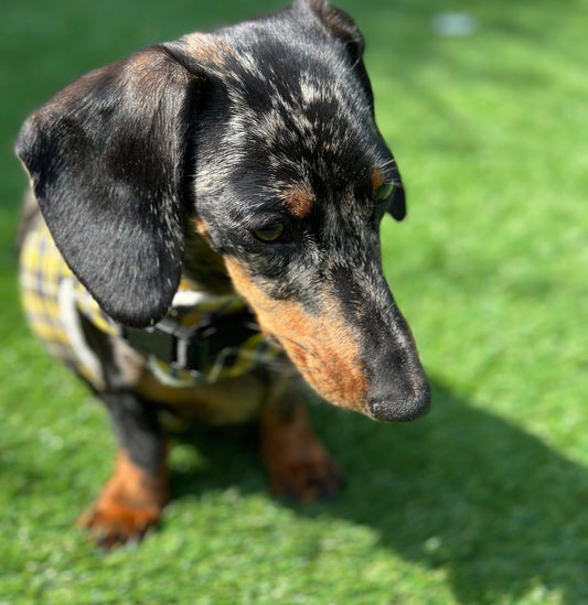 Cornish Tartan Dachshund Harness: Fleece Lined, No-Rub Design