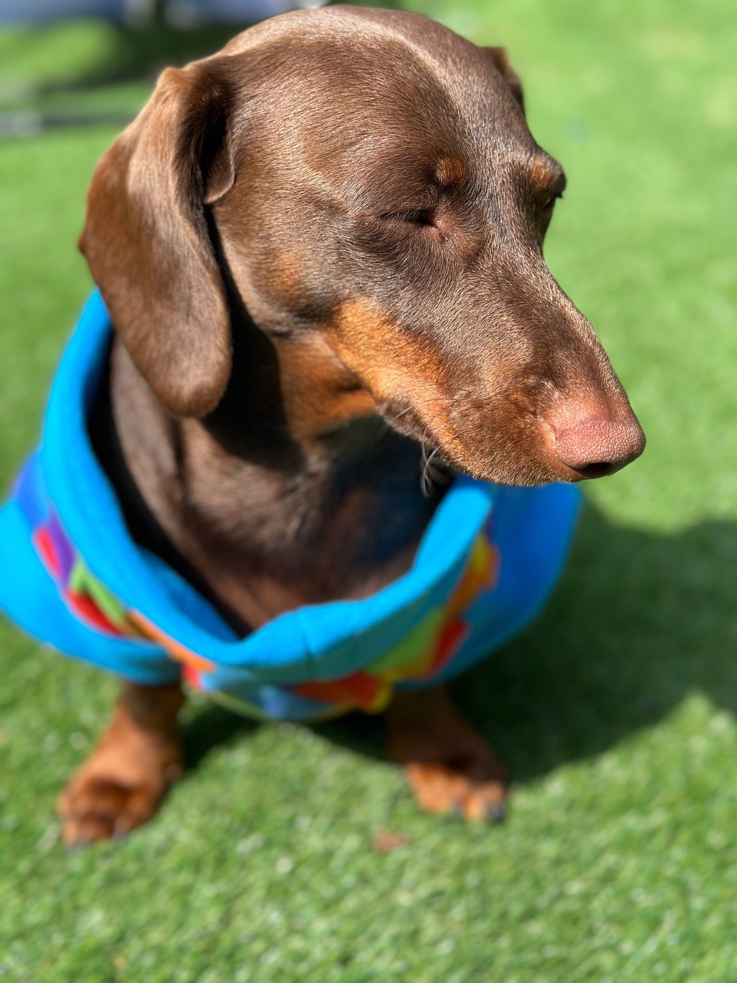 Dachshund Fleece Dog Jumper: Water & Mud Repellent, Breathable, Multi-Color