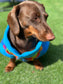 Dachshund Fleece Dog Jumper: Water & Mud Repellent, Breathable, Multi-Color