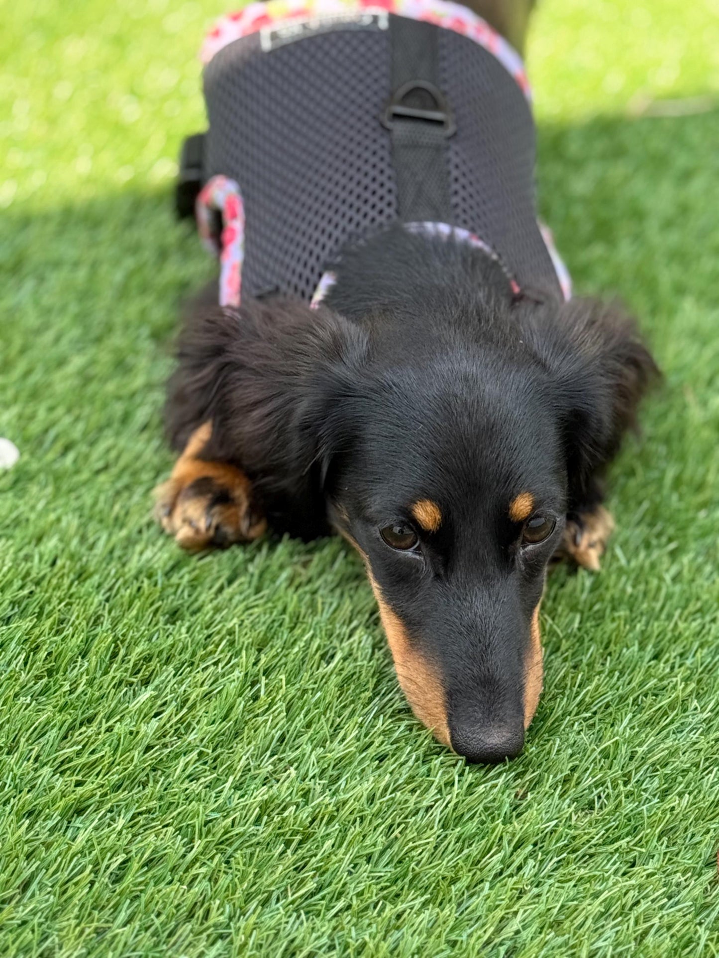 Limited Edition Dachshund Harness: Black Spacer Mesh, Floral Trim