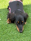 Limited Edition Dachshund Harness: Black Spacer Mesh, Floral Trim