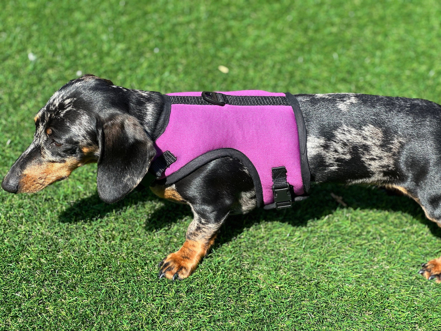 Dachshund made to measure Neoprene Dog Harness: No-Rub Comfort Vest
