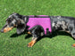 Dachshund made to measure Neoprene Dog Harness: No-Rub Comfort Vest