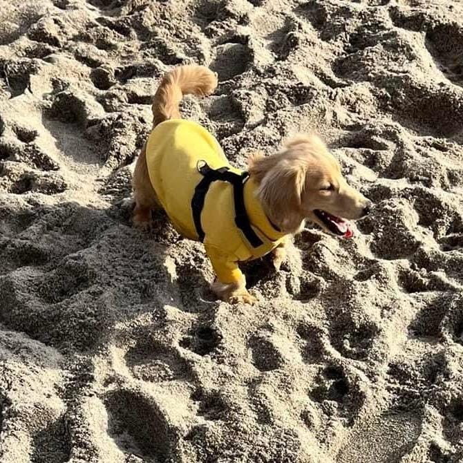 Dachshund Neoprene Jumper: Front Leg Dog Suit, Washable Dog Jumpsuit