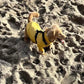 Dachshund Neoprene Jumper: Front Leg Dog Suit, Washable Dog Jumpsuit