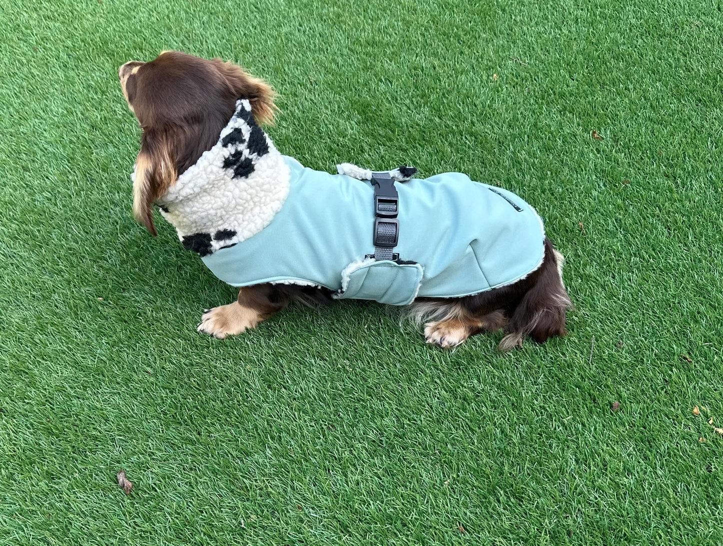 Waterproof Softshell Dachshund Coat: Sherpa Fleece Lined, Windproof