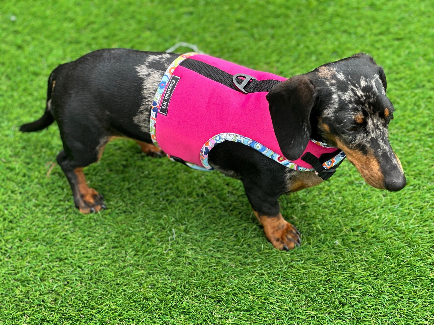 Dachshund made to measure Neoprene Dog Harness: No-Rub Comfort Vest
