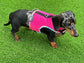 Dachshund made to measure Neoprene Dog Harness: No-Rub Comfort Vest
