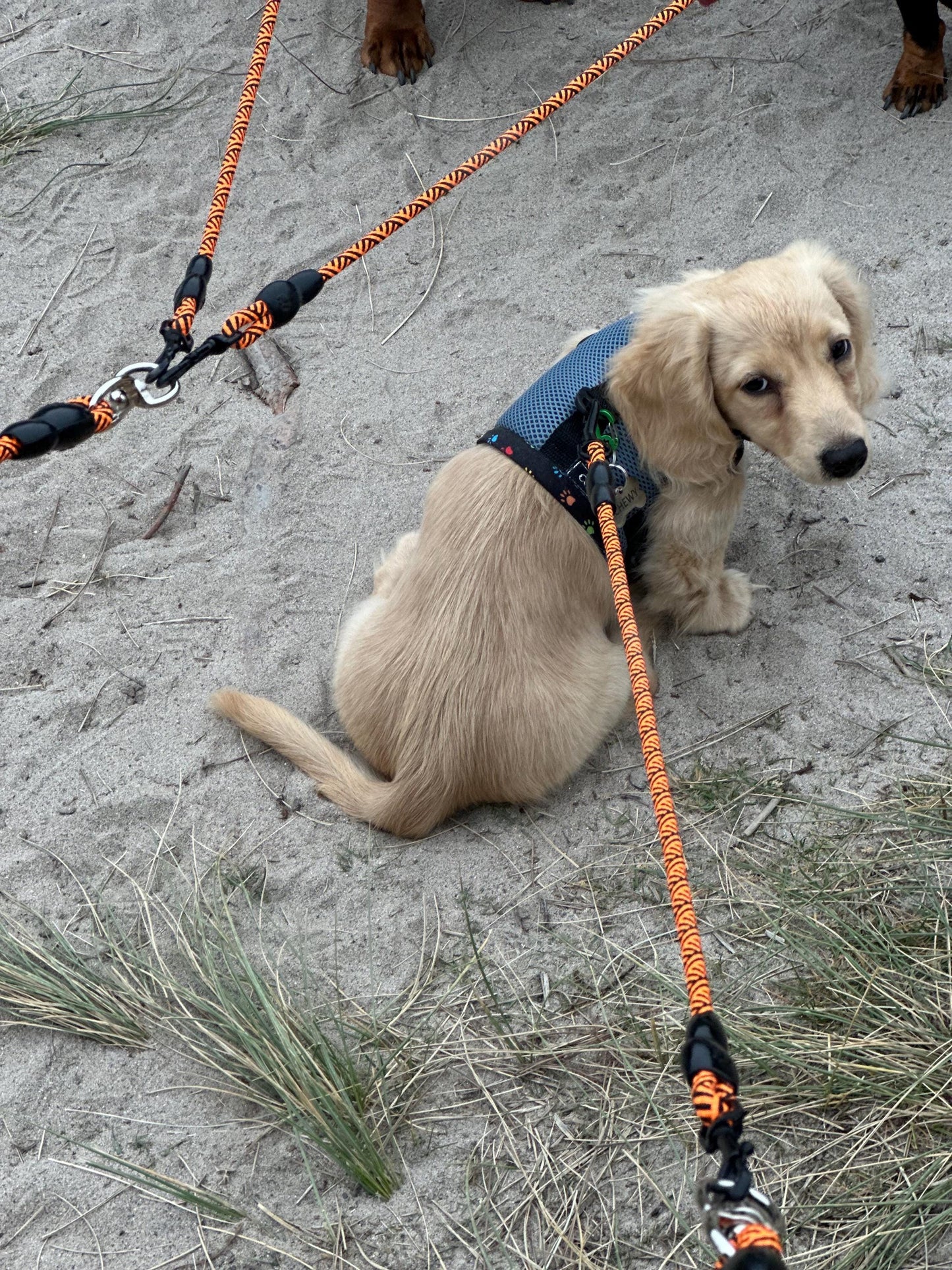 Made-to-Order Dachshund Harness: Petrol Spacer Mesh, No Armpit Rub