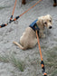 Made-to-Order Dachshund Harness: Petrol Spacer Mesh, No Armpit Rub