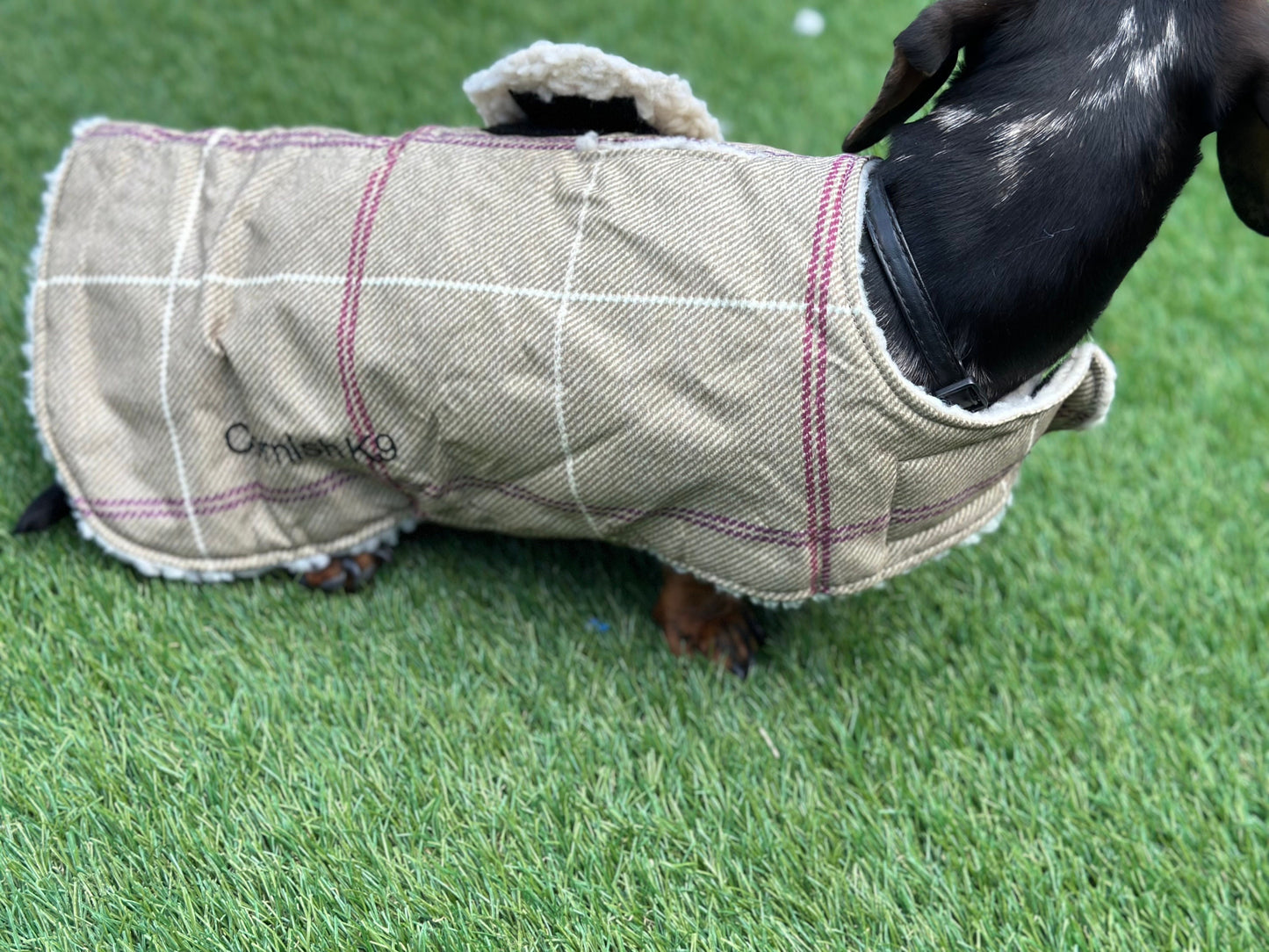 Dachshund water resistant dog coat, waterproof dog coat, shower proof dog coat ,pet lover, pet accessories,dachshund dog coat