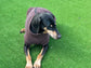 Fleece Dog Jumper: Water & Mud Repellent, Step-In Design