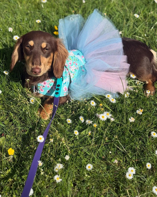 Dachshund Tutu Dog Dress: Made-to-Order Cotton Tunic
