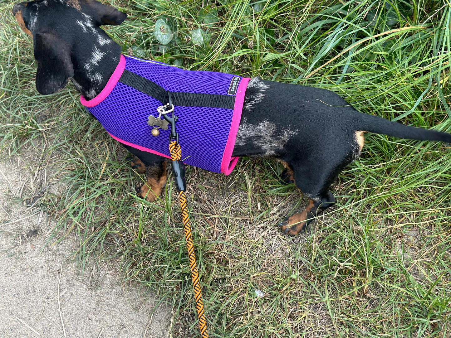 Dachshund harness ,dog harness ,dachshund dog vest ,no arm pit rub harness,rub free harness