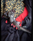 Fleece Dog Sling Carrier: Small Breeds, Dachshund, Italian Greyhound
