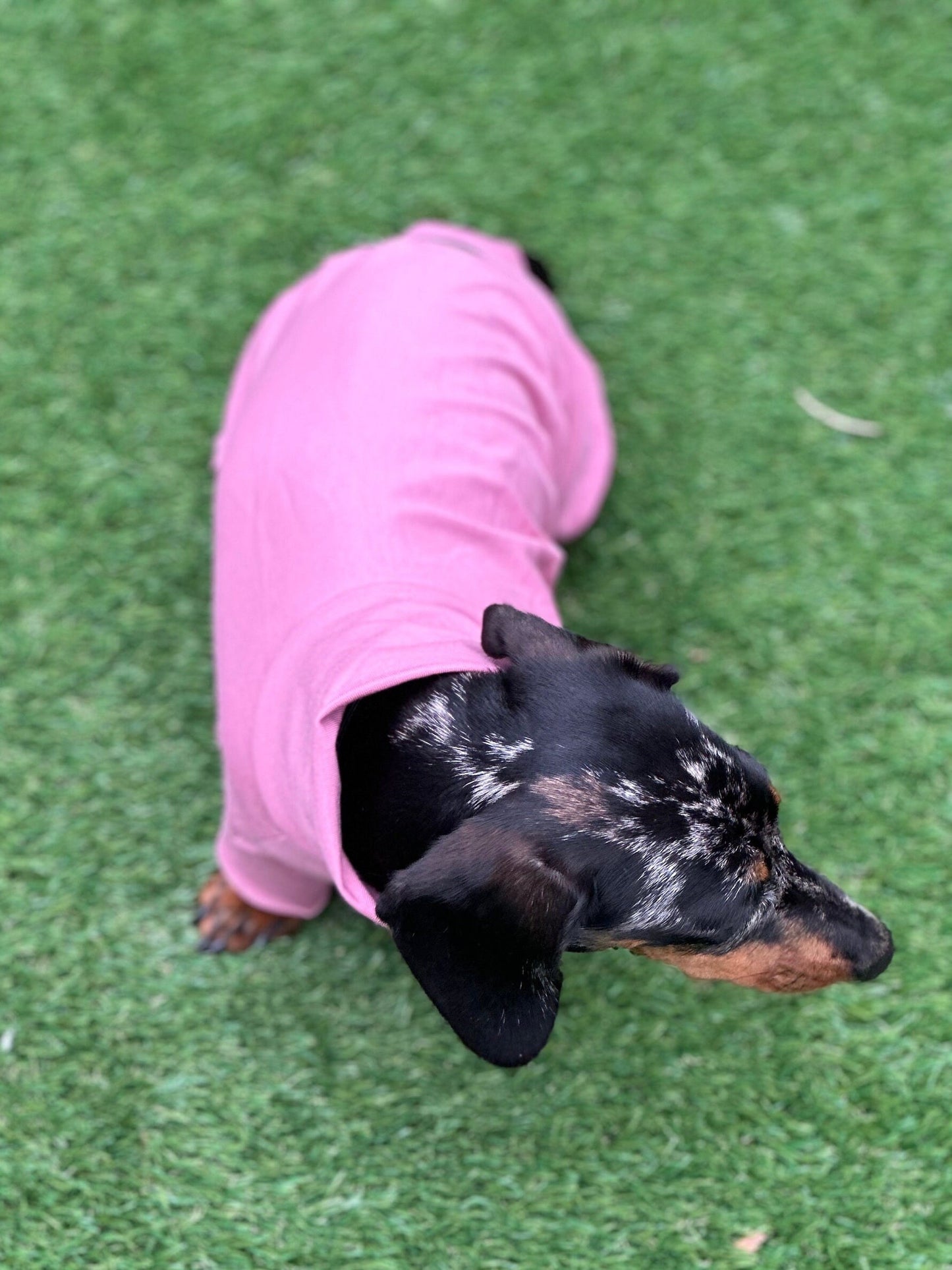 Dachshund Cotton Jersey Onesie: Cooling Pajama Jumpsuit