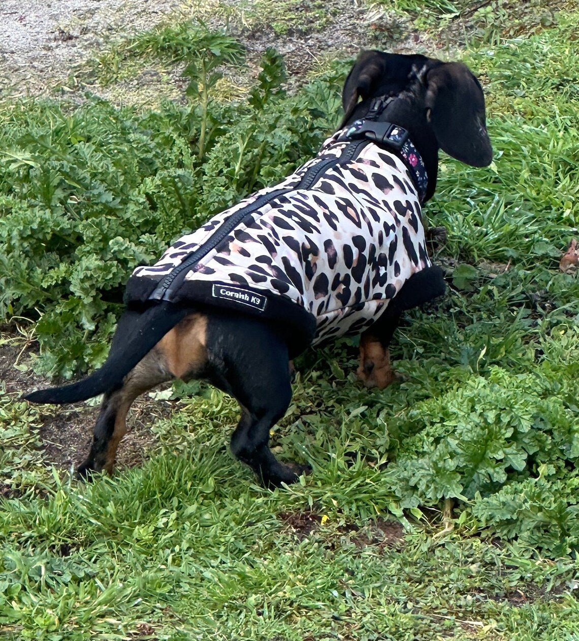 Leopard Print Dachshund Fleece Jumper: Zipped Softshell, Water Resistant.