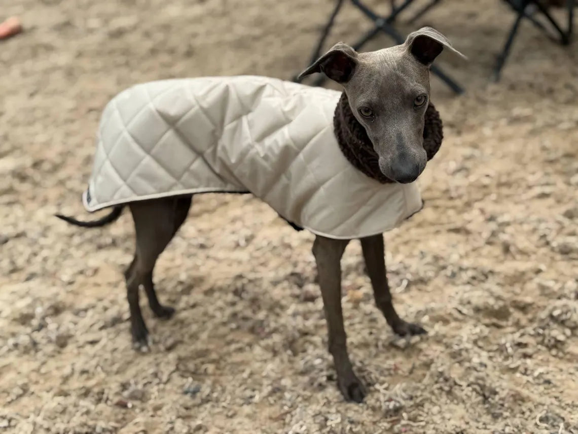 Waterproof Quilted Italian Greyhound Coat: Sherpa Fleece Lined Winter Iggy Coat.