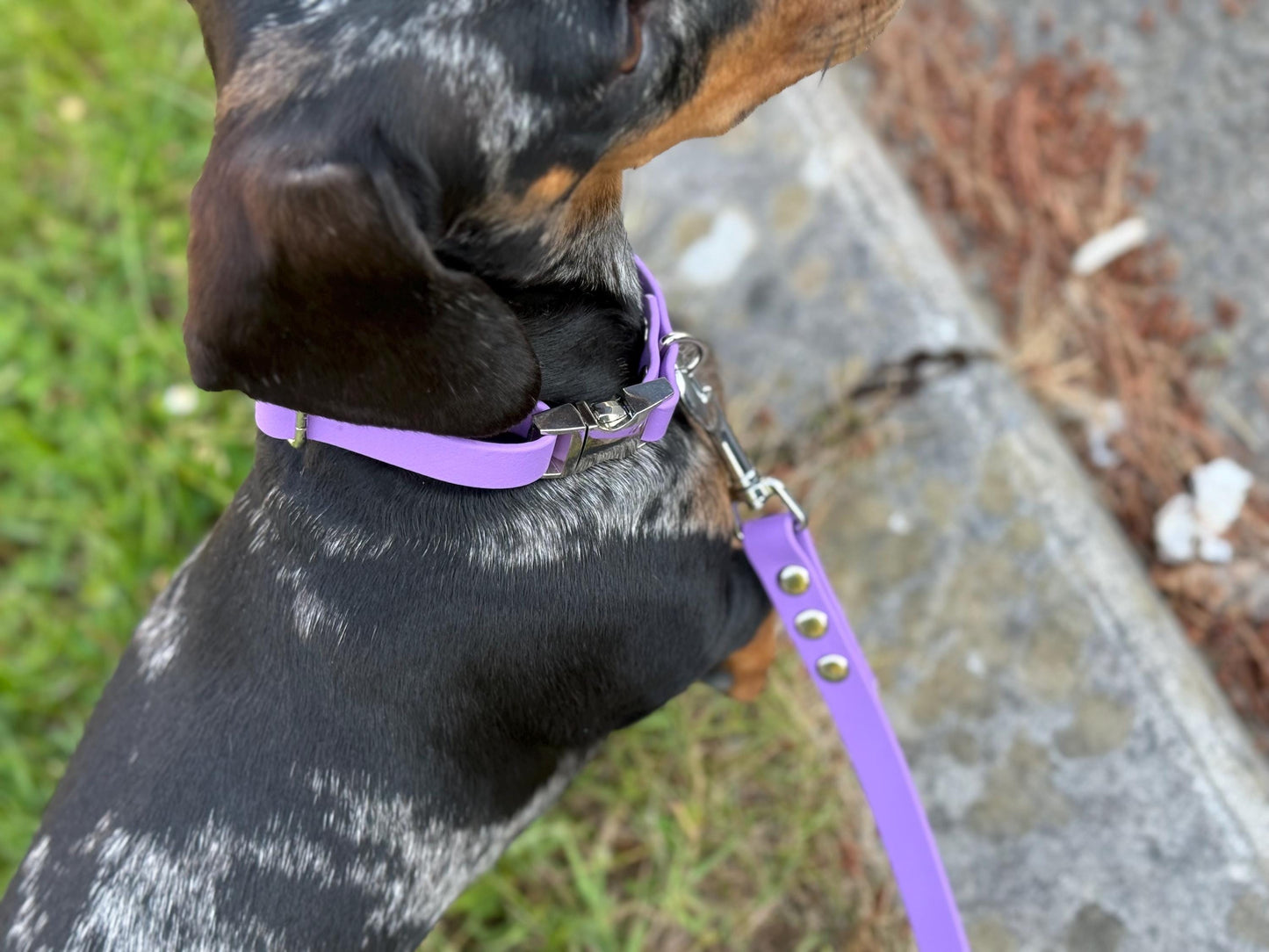 Waterproof Biothane Dog Collar & Lead Set: Silver Hardware, Small (11-13 inch neck)