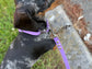 Waterproof Biothane Dog Collar & Lead Set: Silver Hardware, Small (11-13 inch neck)