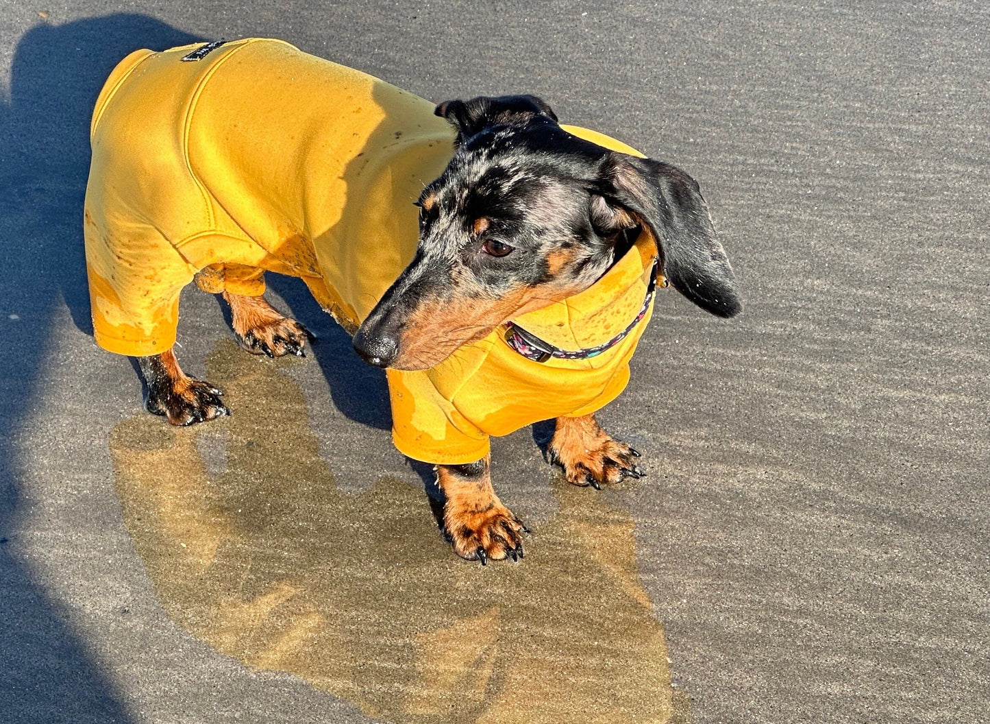 Mini Dachshund Neoprene Onesie: Stretchy Dog Jumpsuit