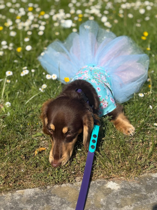 Dachshund Tutu Dog Dress: Made-to-Order Cotton Tunic