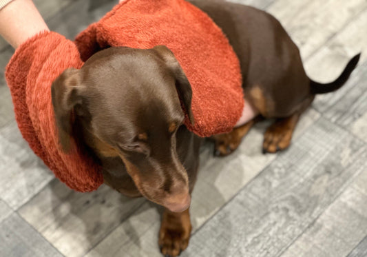Terry Towelling Dog Drying Mitts: Absorbent Pet Bath Glove
