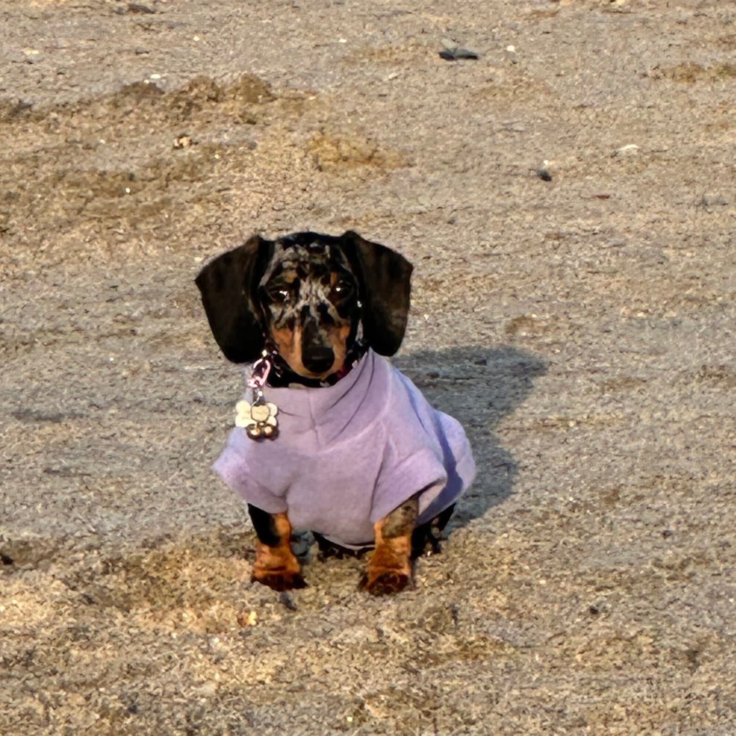 Reflective Fleece Dachshund Jumper: Washable Dog Coat