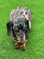 Tweed Dachshund Dog Coat: Sherpa Fleece Lined, Handmade Winter Jacket
