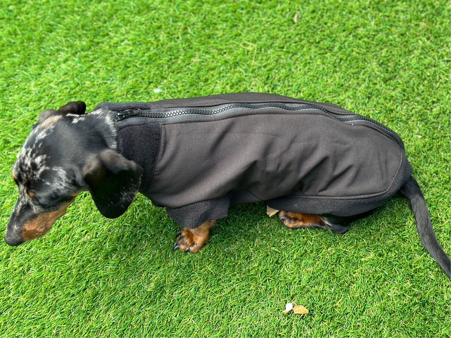 Dachshund Softshell zipped waterproof  jacket ,water repellent  jumper ,step in dog coat,   ,washable dog jacket, Mud Repellent