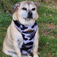 Dachshund Quilted Dog Harness: Padded Fleece Lined, Waterproof, No-Choke
