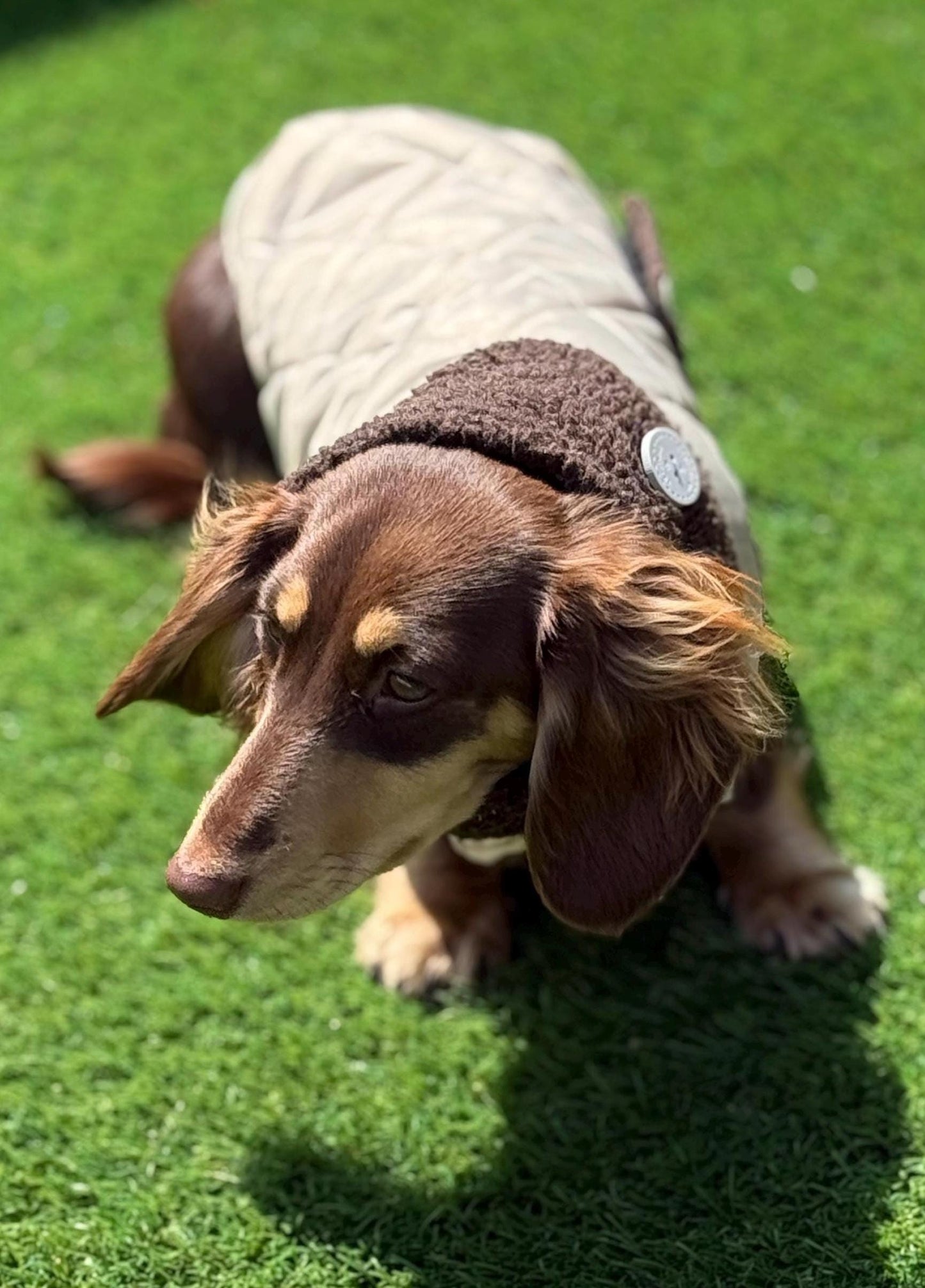 Waterproof Quilted Dachshund Coat: Sherpa Fleece Lined, Windproof