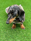 Dachshund dog coat, tweed dog coat ,winter dog coat , pet accessories, dog jacket