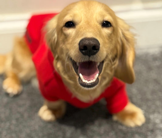 Water & Mud Repellent Dachshund Fleece Hoodie: Front Leg Jumper