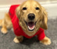 Water & Mud Repellent Dachshund Fleece Hoodie: Front Leg Jumper