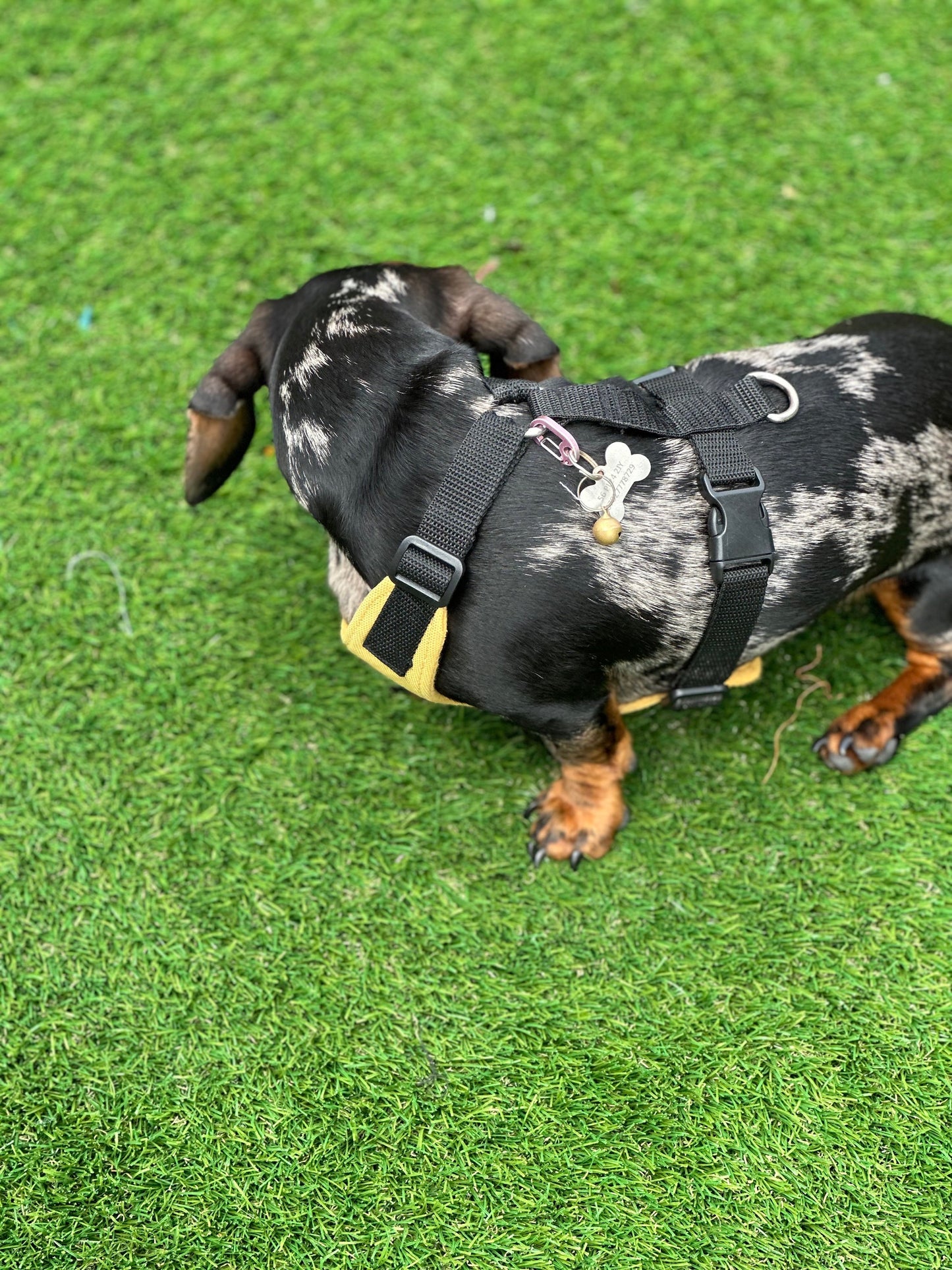 Waterproof Cordura Dachshund Harness: Padded Fleece Lined, No Choke